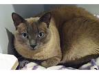 KitKat Siamese Adult Female