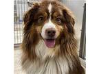 MARVEL Australian Shepherd Adult Male