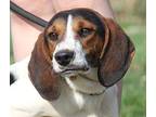 Tart Beagle Adult Female