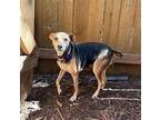 Kasey Beagle Senior Female