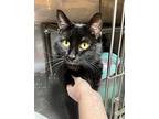 Lobby Cat Domestic Shorthair Adult Male