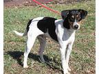 Cupid Jack Russell Terrier Adult Male