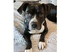 PARADISE Boxer Young Female