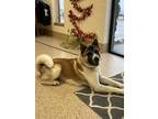 Koby Akita Adult Male