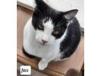 6332 Jax Domestic Shorthair Kitten Male