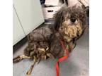 Adopt Trixie a Terrier
