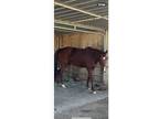 Thoroughbred For Sale