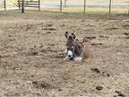 Small standard male donkey