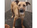 Adopt Bolt a Carolina Dog