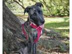 Adopt Nola (Underdog in Foster) a Dutch Shepherd, Mixed Breed