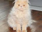 Persian Jewel Cattery