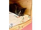 Adopt Stormy a American Shorthair
