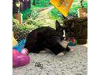 Adopt Ally a American Bobtail