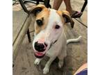 Adopt Rosieta a Dogo Argentino, Bearded Collie