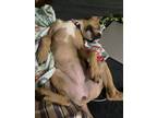 Adopt Baby a American Staffordshire Terrier