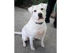 Adopt Bark Purdy a Shepherd