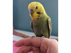Adopt Evan a Budgie / Budgerigar