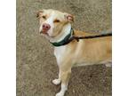 Adopt Ody a Mixed Breed