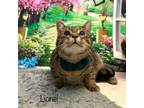 Adopt Lionel a Domestic Short Hair