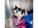 Adopt Bruno a Domestic Short Hair