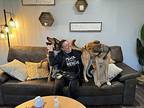 Henry Cloud German Shepherd Dog Adult Male