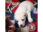 Tania New Caney Labrador Retriever Puppy Female