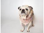 Maame - "Mah-May Pug Senior Female