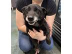 COCOA Corgi Senior Female