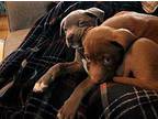 Rubeus Labrador Retriever Puppy Male