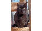 Onyx Domestic Shorthair Senior Female