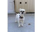 BoBo Shih Tzu Adult Male
