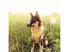 Irish Shepherd (Unknown Type) Puppy Female