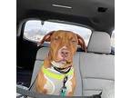 Coffee American Staffordshire Terrier Puppy Male