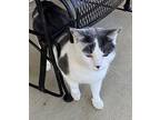 MEEMERS the BOBTAIL American Bobtail Young Male