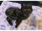 Bear (Wobble Cat) Domestic Mediumhair Young Male