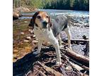 WINNIE Treeing Walker Coonhound Adult Female