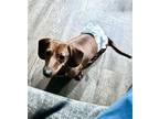 Rex Dachshund Young Male