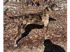 Rapala Catahoula Leopard Dog Adult Female