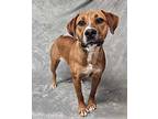 Vesper *foster needed* Boxer Young Female