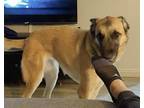 Kona Anatolian Shepherd Adult Female