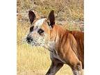 Jayla Carolina Dog Young Female