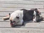 Yeti English Bulldog Male
