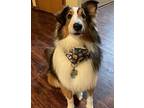 Baxter Sheltie, Shetland Sheepdog Young Male