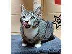 Rhett Domestic Shorthair Kitten Male