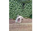 Igor American Pit Bull Terrier Adult Male