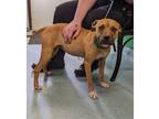 Sandy American Pit Bull Terrier Young Female