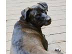 Honey Labrador Retriever Adult Female