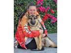 Olivia von Erkner German Shepherd Dog Puppy Female
