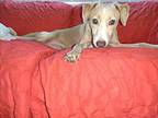 Emma Retriever (Unknown Type) Adult Female