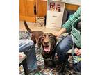 Oakley Labrador Retriever Adult Male